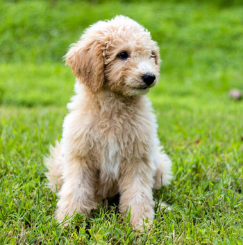 Hypoallergenic Poodle Mixes: Best Poodle Dogs Allergic People