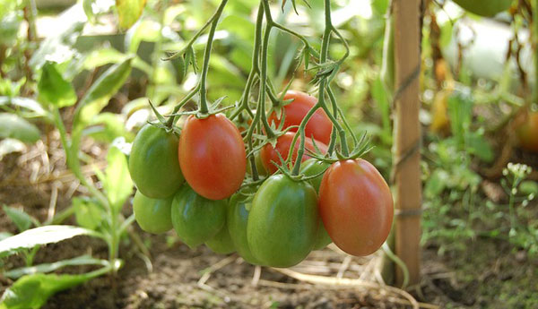 how to make money from tomato farming